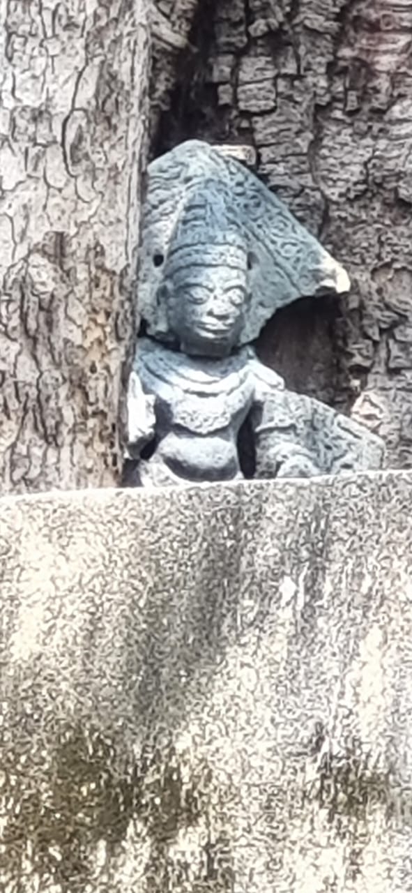 Lord Venkateswara swamy statue covered inside the peepal tree trunk of 11th century.jpeg